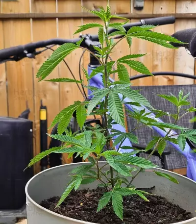 Bubble Gummy Auto feminisierte Samen (Ethos Genetics)