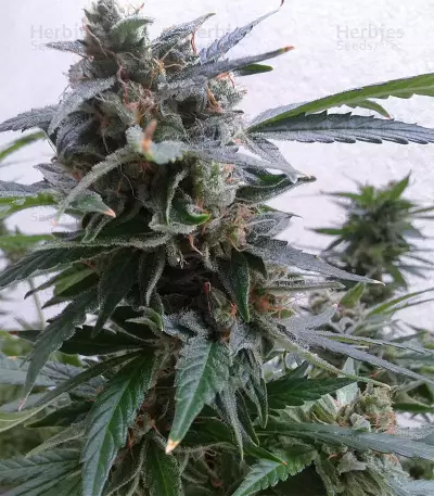 Buddha Magnum Auto (Buddha Seeds) Cannabis-Samen