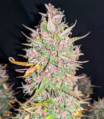 C4 Auto (Fast Buds) Cannabis-Samen
