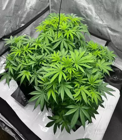 Durban Thai x C99 feminisierte Samen (Brothers Grimm Seeds)