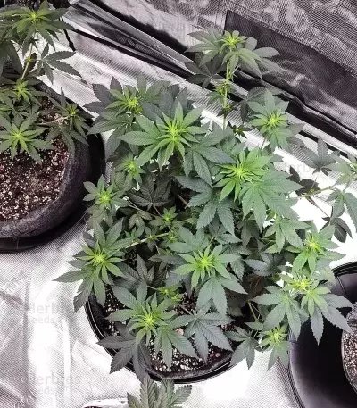 Gelato #45 Samen feminisiert (Barney's Farm)