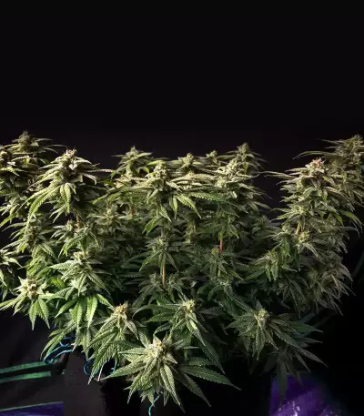 Granddaddy Purple feminisierte Samen (Blimburn Seeds)