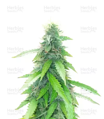 Humboldt Sour Diesel Autoflower feminisierte Samen (Humboldt Seed Company)