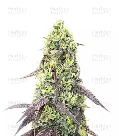 Jelly Donutz Autoflower feminisierte Samen (Humboldt Seed Company)