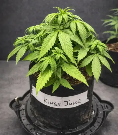King's Juice Auto (GHS)