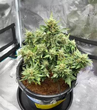 Lemon Jack Autoflower feminisierte Samen (Seedkeepers)