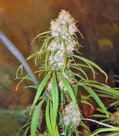 Malawi (Ace Seeds) Cannabis-Samen