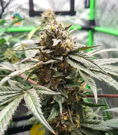 Papaya Sherbet feminisierte Samen (Fast Buds)