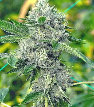 Pure Kush (Original Sensible Seeds) Cannabis-Samen