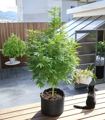 Royal Gorilla (RQS) Cannabis-Samen