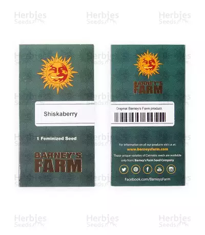 Shiskaberry feminisierte Samen (Barney's Farm)