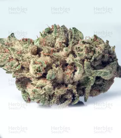 Trippy Gorilla (Big Head Seeds) Cannabis-Samen