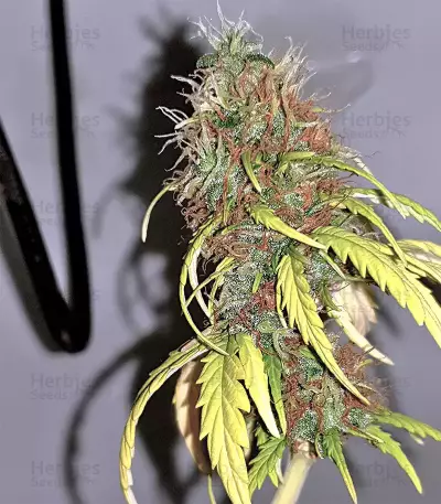 White Widow (Seedstockers) Cannabis-Samen