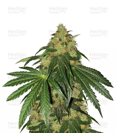 Sugar Breath (Humboldt Seeds) Cannabis-Samen