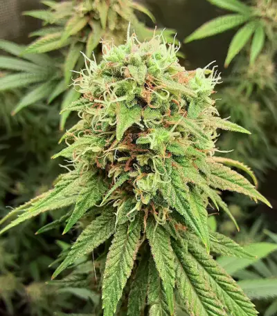Tropicanna Banana strain
