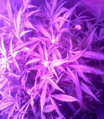 Ultraviolet Auto (Samsara Seeds) Cannabis-Samen