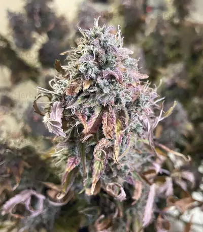 Original Auto Chemdawg (Fast Buds) Cannabis-Samen