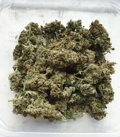 Bubble Bud (Blackskull Seeds) Cannabis-Samen