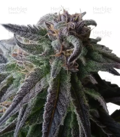 Special Queen #1 (RQS) Cannabis-Samen