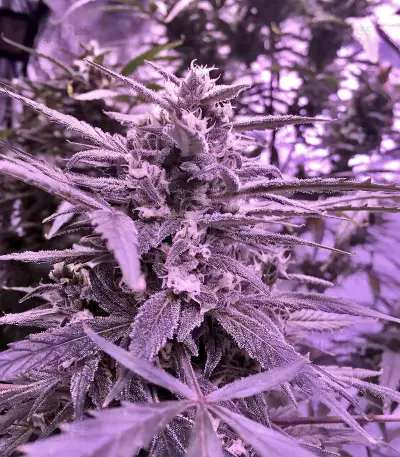 60 Day Lemon Autoflower (DNA Genetics) Cannabis-Samen