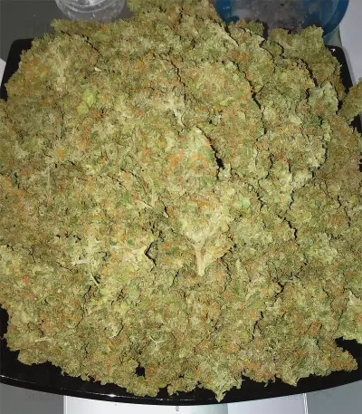 Tangerine Dream Auto (Barney's Farm) Cannabis-Samen