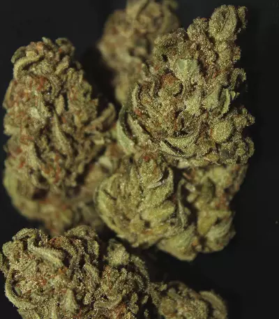 Original Auto Chemdawg (Fast Buds) Cannabis-Samen