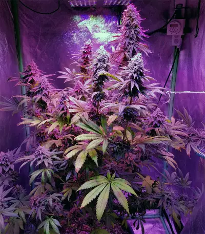 Acid Dough (Ripper Seeds) Cannabis-Samen