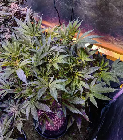 Alien Technology (Big Head Seeds) Cannabis-Samen