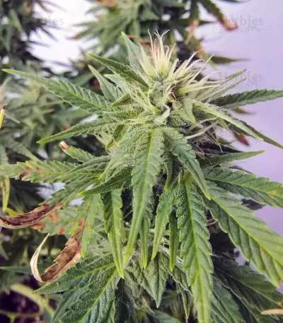 BCN Power Plant (Seedstockers) Cannabis-Samen