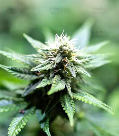 Black Destroyer (Original Sensible Seeds) Cannabis-Samen