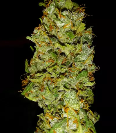 Blue Cheese (Big Buddha Seeds) Cannabis-Samen
