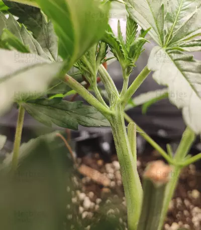 CBD Blue Shark (Barney's Farm) Cannabis-Samen