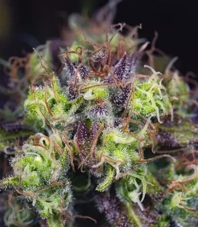Dinamed CBD (Dinafem Seeds) Cannabis-Samen