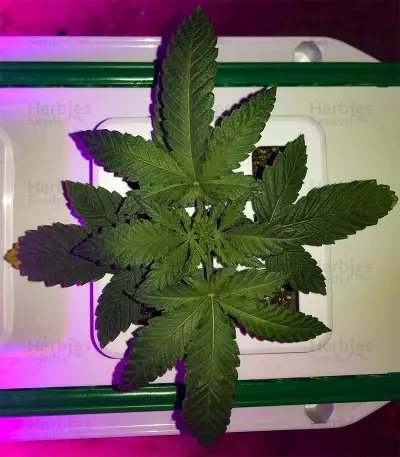 Dr. Grinspoon (Barney's Farm) Cannabis-Samen