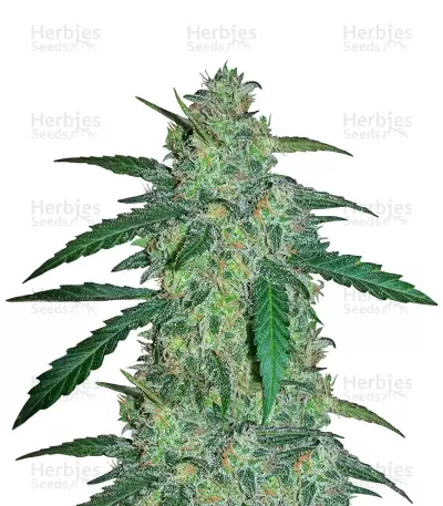 Early Skunk Haze (Early Pearl Skunk x Haze) Regular (Mr. Nice Seedbank) Cannabis-Samen