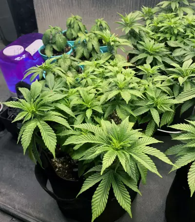 Gelato (Original Sensible Seeds) Cannabis-Samen