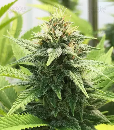GG#4 Original Glue (BlimBurn Seeds) Cannabis-Samen