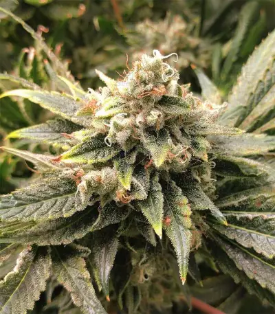 Kosher Sorbet (DNA Genetics) Cannabis-Samen