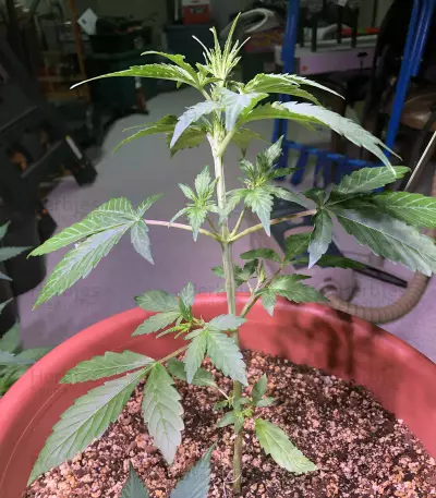 Lemonberry Haze Auto (Original Sensible Seeds) Cannabis-Samen