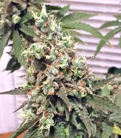Neville's Haze Regular (Mr. Nice Seedbank) Cannabis-Samen