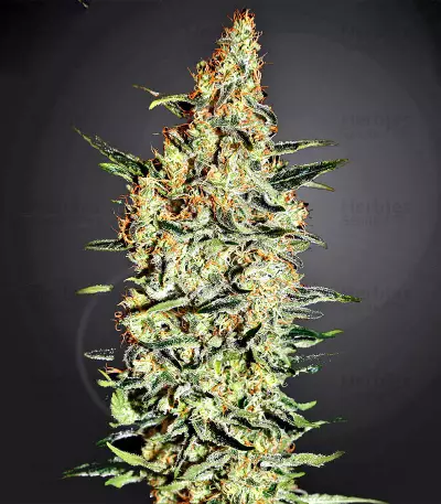 Neville's Haze Regular (Mr. Nice Seedbank) Cannabis-Samen
