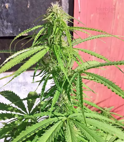 Northern Lights Autoflower feminisierte Samen (Seedstockers)