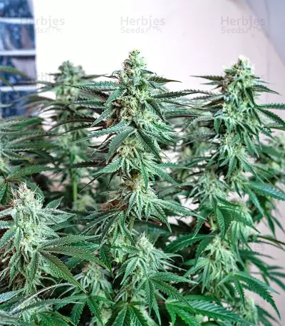 Original Bruce Banner regular (Dark Horse Genetics) Cannabis-Samen