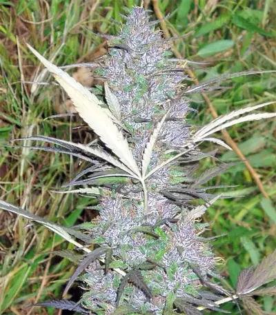 Panama regular (Ace Seeds) Cannabis-Samen