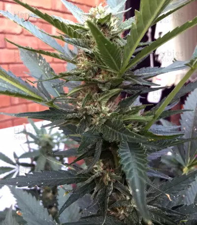 Pineapple Express (G13 Labs) Cannabis-Samen