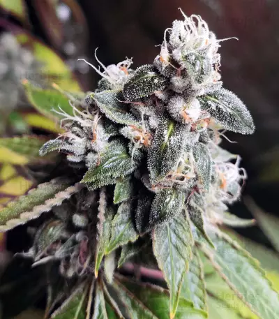 Ripper badazz (Ripper Seeds) Cannabis-Samen