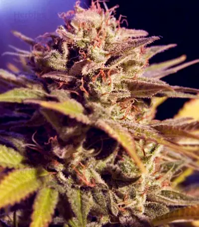 Silver Bubble Regular (Reserva Privada) Cannabis-Samen