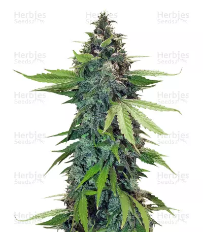 Sticky Fingers Autoflower (Seedstockers) Cannabis-Samen