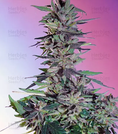 Sweet Pure Auto CBD (Sweet Seeds) Cannabis-Samen
