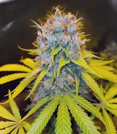Toxic (Ripper Seeds) Cannabis-Samen